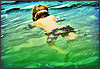 Copyright goodsardine.clean